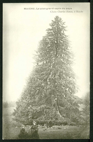 Le plus grand sapin du pays