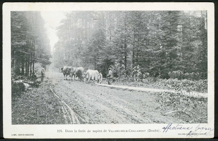 Dans la forêt de sapins