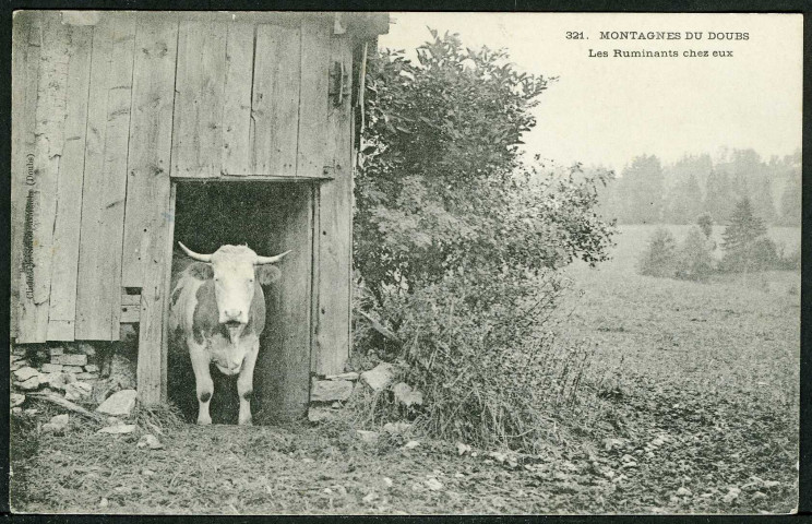 Les ruminants chez eux