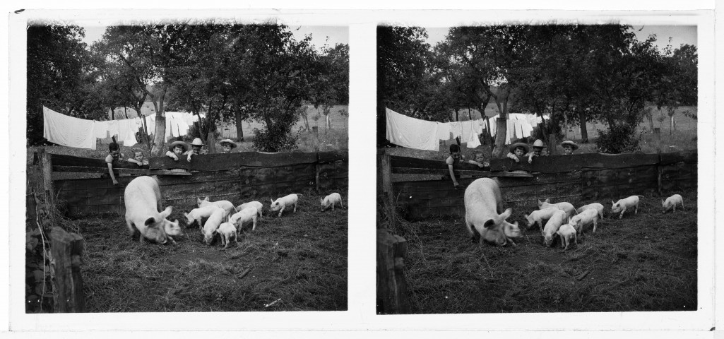 Les enfants Ferniot regardent les cochons