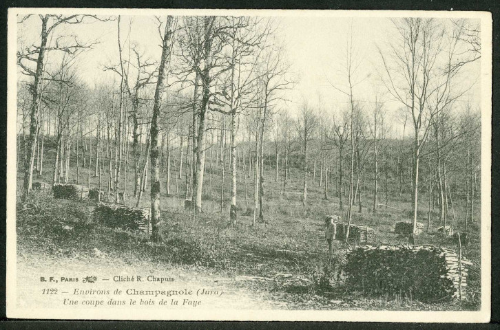 Une coupe dans les bois de la Faye