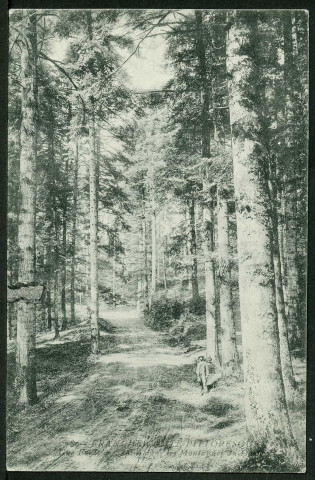 Une forêt de sapins dans les montagnes du Doubs