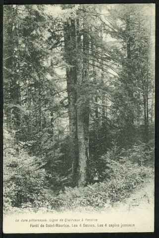 Forêt de Saint-Maurice