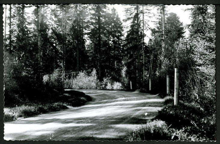 [Route en forêt]