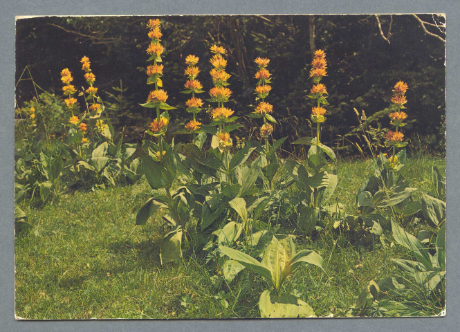 Fleurs de nos montagnes