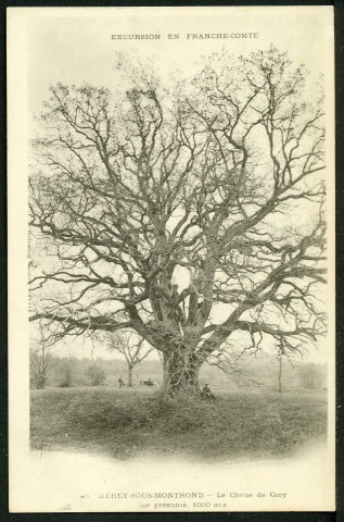 Le chêne de Cery