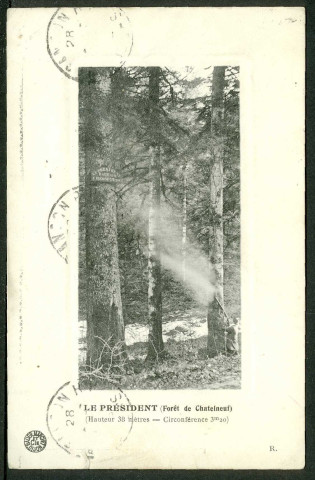 Le "Président" (forêt de Chatelneuf)