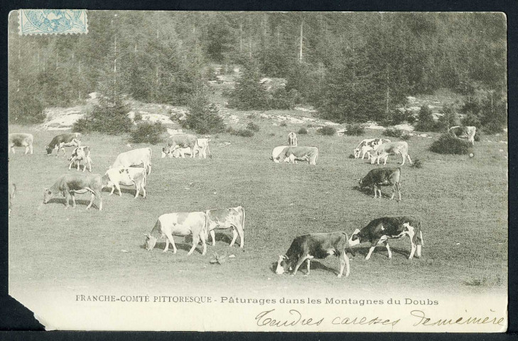 Pâturage dans les montagnes du Doubs