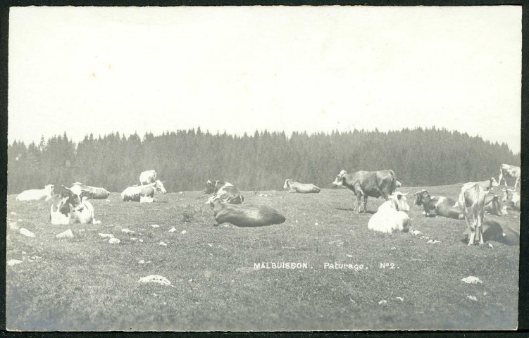 Pâturage à Malbuisson