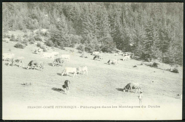 Pâturages dans les montagnes du Doubs