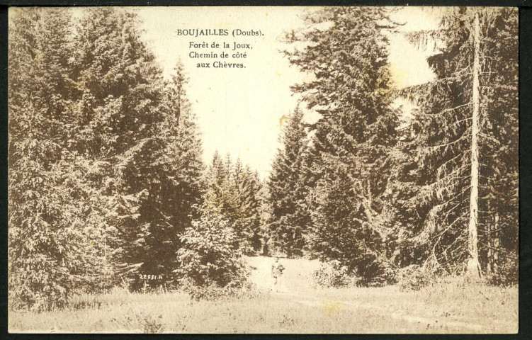 Forêt de la Joux