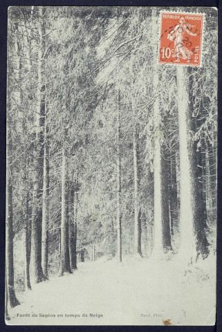 Forêt de sapins en temps de neige