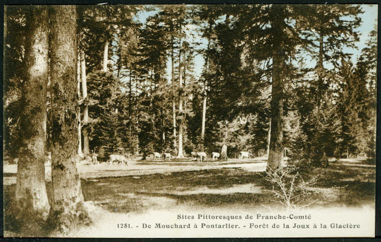Forêt de la Joux à la Glacière