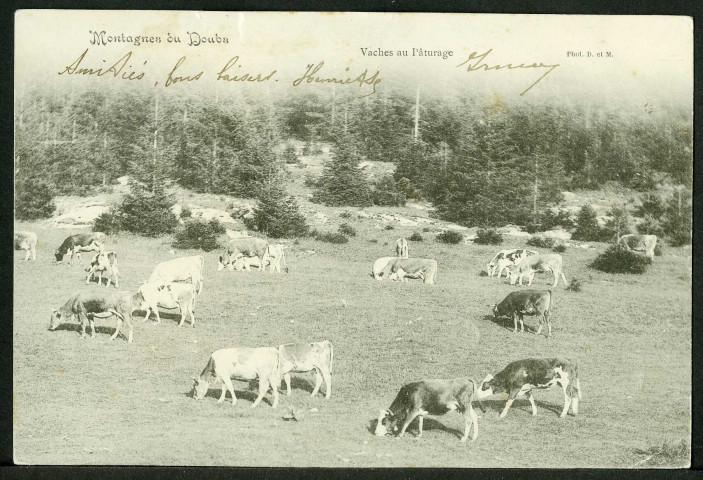 Montagnes du Doubs. Vaches au pâturage