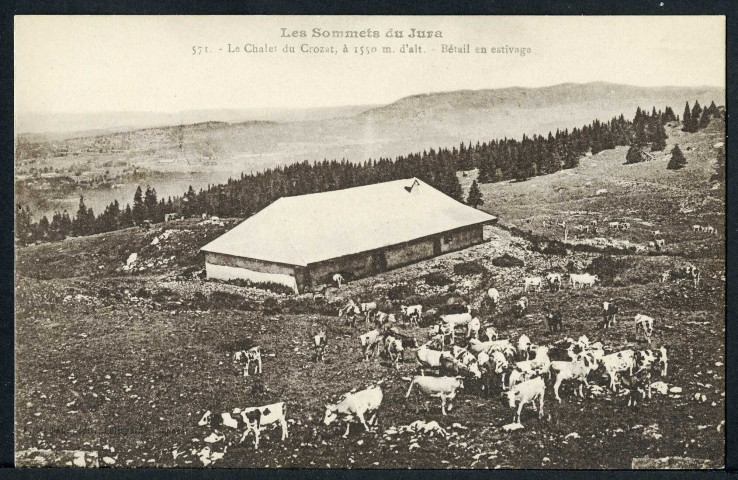 Bétail en estivage dans le Haut-Jura