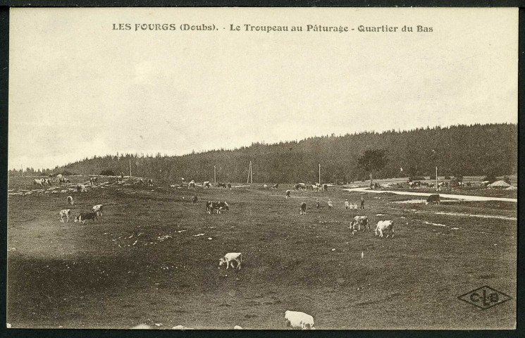 Troupeau aux pâturages