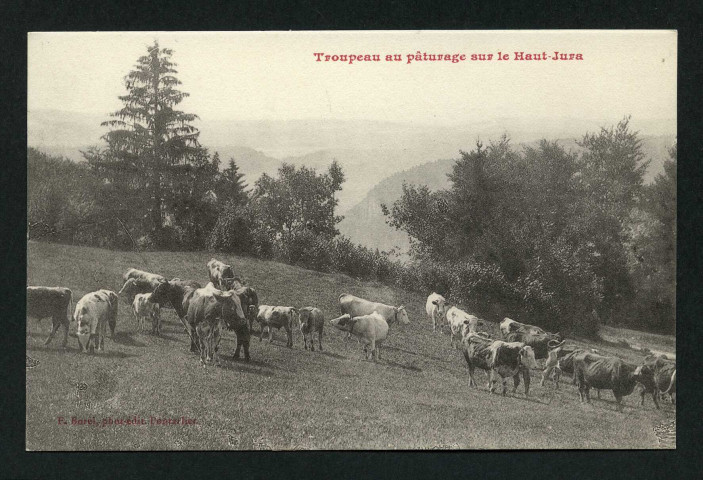 Troupeau au pâturage sur le Haut-Jura