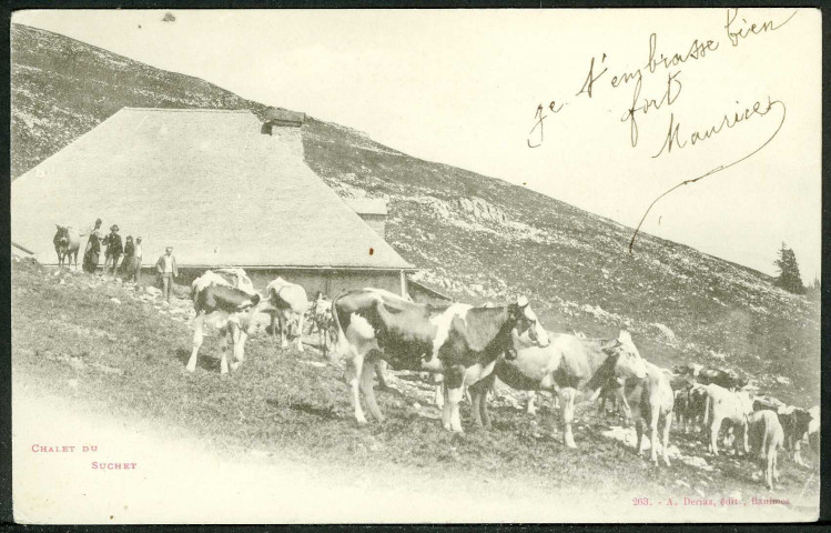Chalet du Suchet, troupeau au pâturage