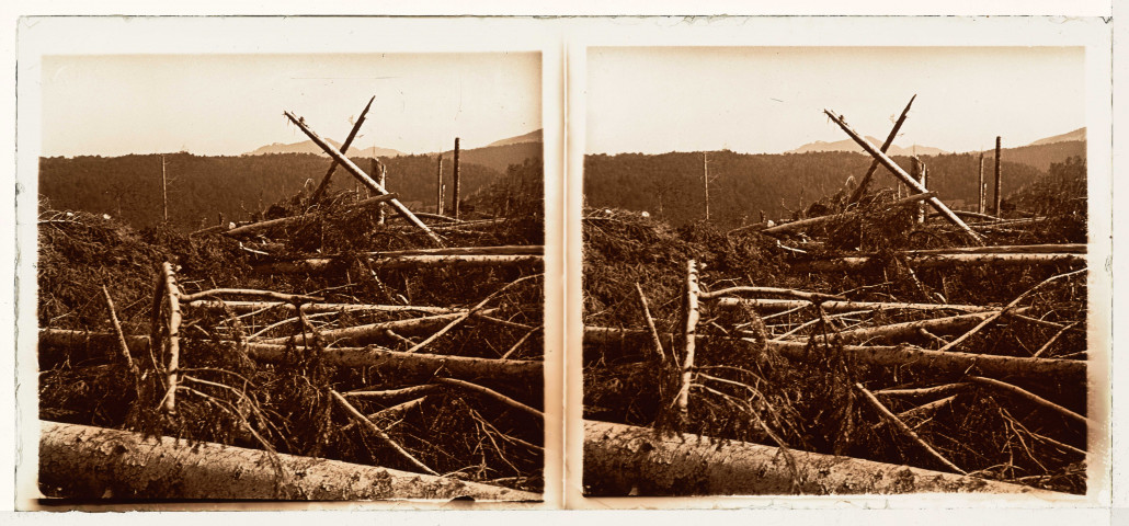 La forêt après un cyclone