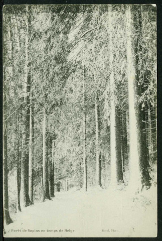 Forêt de sapins en temps de neige