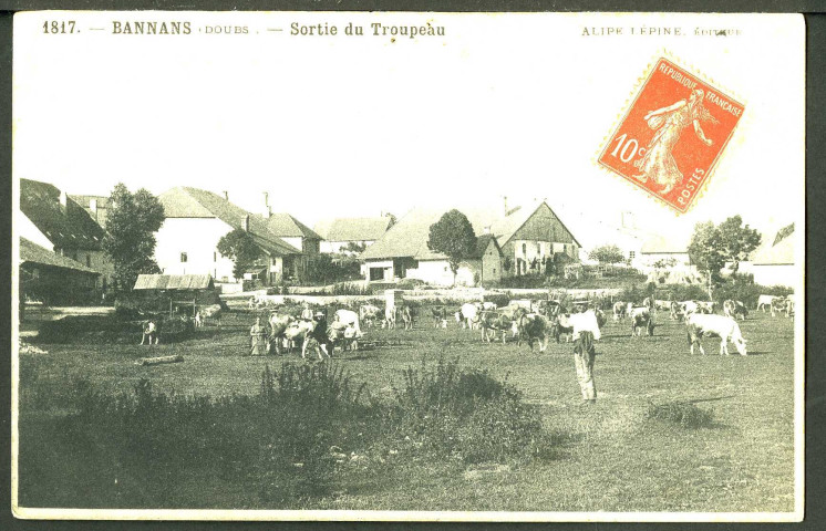 Sortie du troupeau