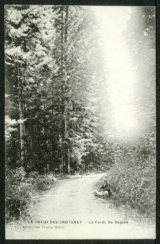 La forêt de sapins