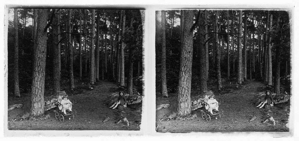 La forêt d'Andaine
