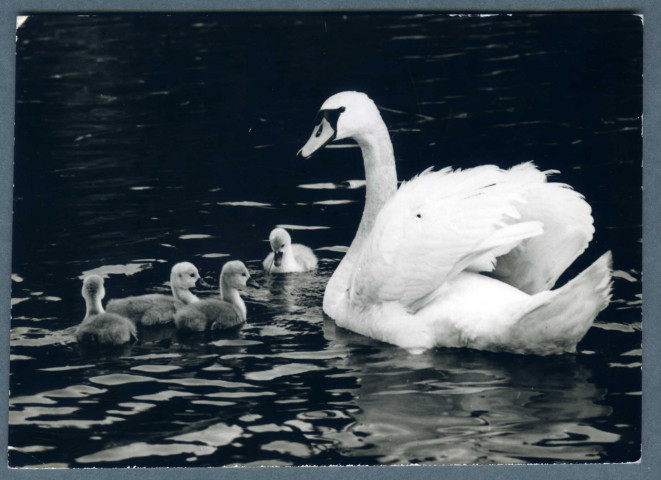 Lac Saint Point, les cygnes