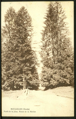 Forêt de la Joux