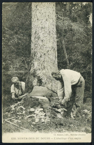 L'abattage d'un sapin
