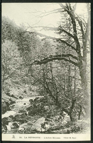 La Réverotte. L’arbre moussu