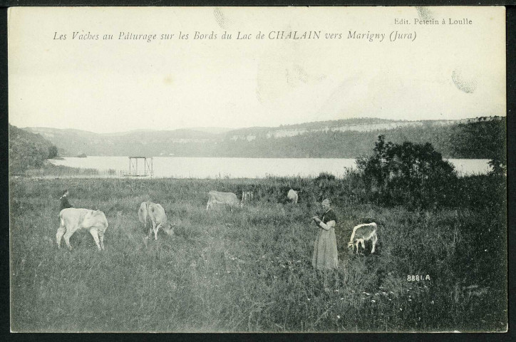 Les vaches au pâturage sur les bords du lac de Chalain