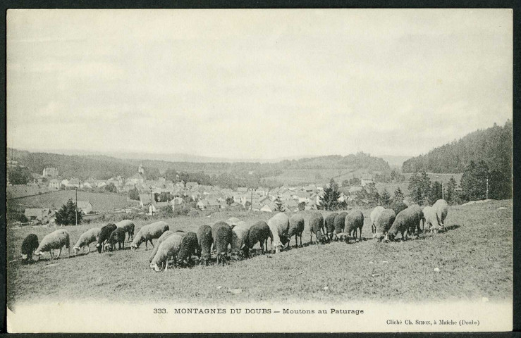 Moutons au pâturage