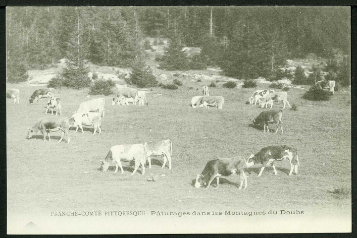 Pâturages dans les montagnes du Doubs