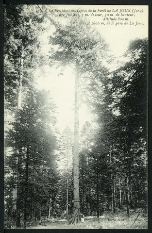 Le Président des sapins de la forêt de La Joux (Jura)