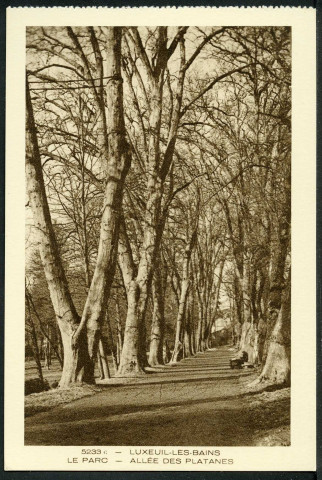 Le parc, allée des Platanes
