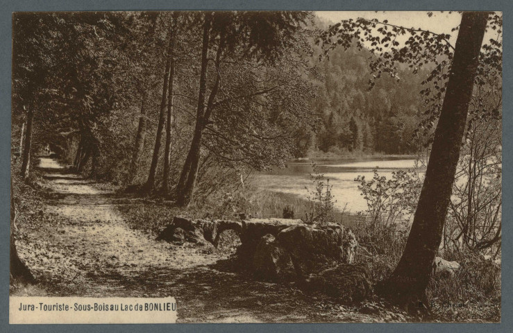 Sous -bois au bord du lac