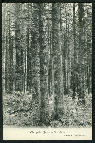Sous-bois