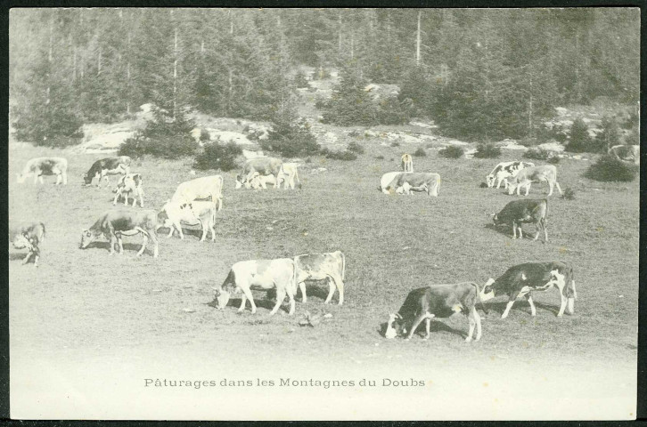Pâturages dans les montagnes du Doubs