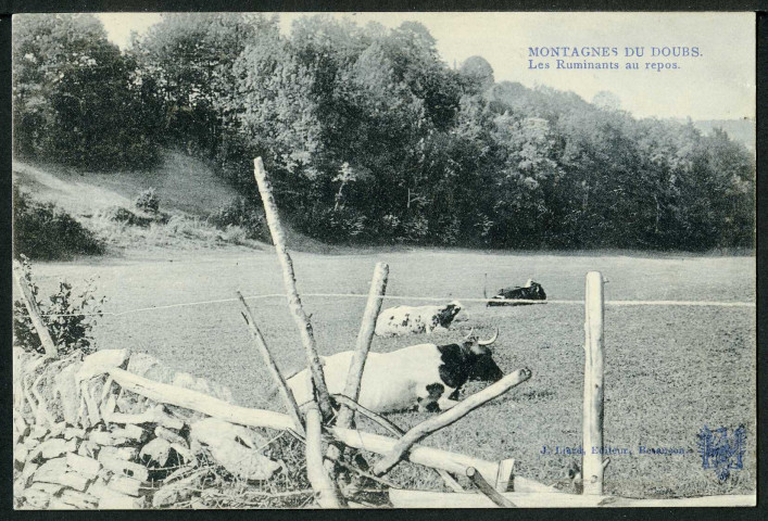 Montagnes du Doubs. Les ruminants au repos