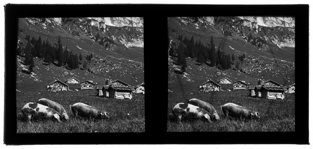 Col de la Furka : cochons dans les paturages