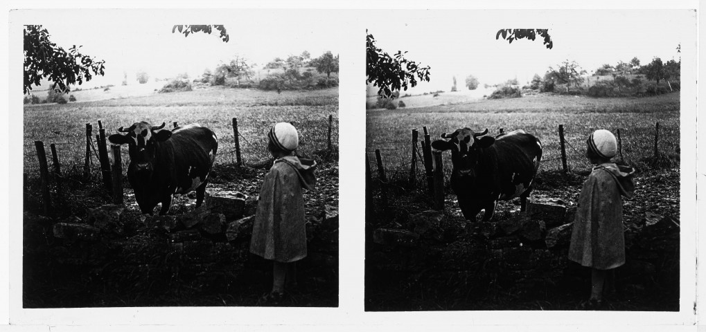 Les Tilleroyes : Marguerite regarde une vache dans un champ