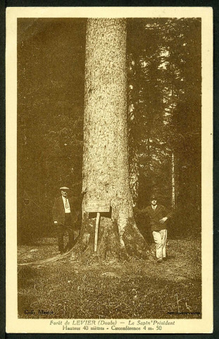 Forêt de Levier, le sapin président