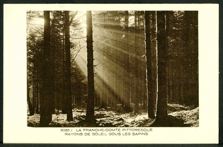 Rayons de soleil sous les sapins