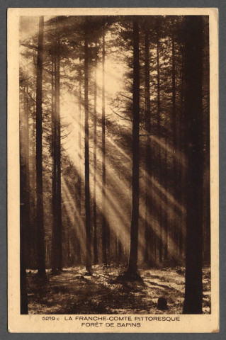 Forêt de sapins