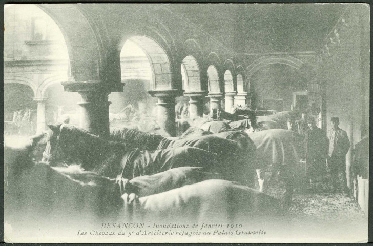 Les chevaux du 5e d'artillerie réfugiés au palais Granvelle, inondations 1910