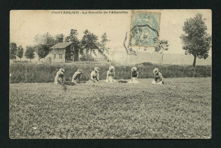 La récolte de l'absinthe