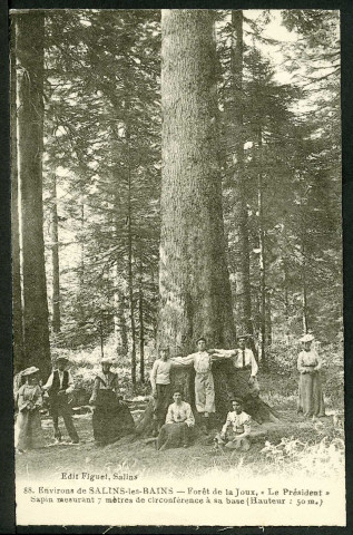 Forêt de la Joux, sapin "Le Président"