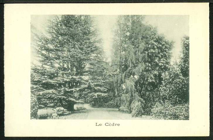 Le cèdre
