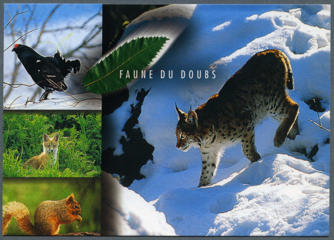 Faune du Doubs